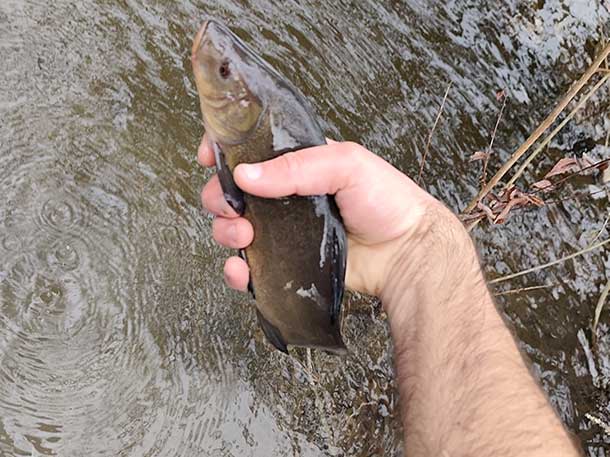 Camping Fleurs des Champs avec baignades camping familial 3 étoiles Royan Meschers